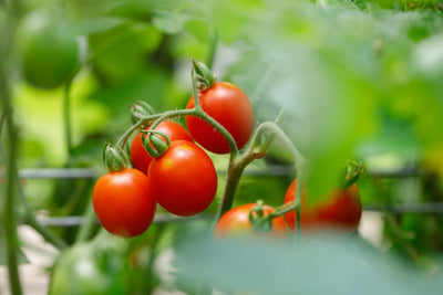 Science of Hair Growth: Tomato Extract for Hair