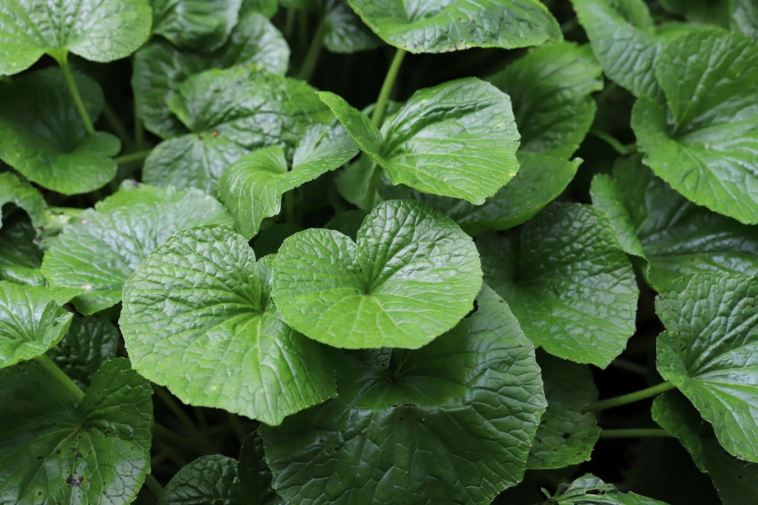 Science of Hair Growth: Wasabi Extract for Hair